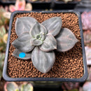 Echeveria 'Xichuensis' 2" Succulent Plant