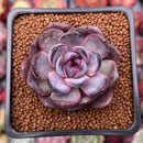 Echeveria 'Odette' 2" Succulent Plant