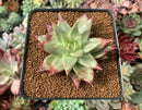 Echeveria Agavoides 'Early Morning Star' 2" Succulent Plant