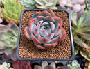 Echeveria 'Keralean' 2" Succulent Plant