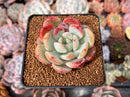 Echeveria 'Monroe' Hybrid 2" Succulent Plant