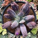 Echeveria 'Linguas' 3" Succulent Plant