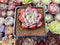 Echeveria 'Starmark' 2" Succulent Plant