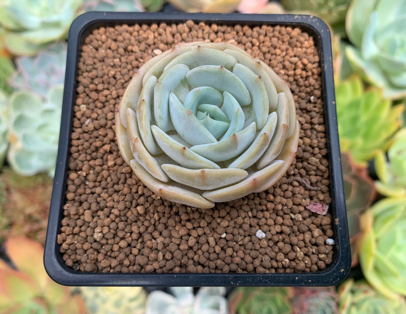 lola succulent plant Echeveria 'Lola' Hybrid 2" Succulent Plant
