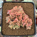 Echeveria 'Lucinda' Crested 2" Succulent Plant