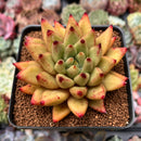 Echeveria Agavoides 'Shaikh' 2"-3" Succulent Plant