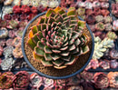 Echeveria Agavoides 'Rudolph' 5" Large Succulent Plant