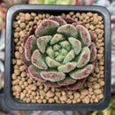 Echeveria 'Christmas Carol' 1" Small Succulent Plant