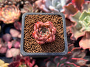 Echeveria sp. 1" Small Succulent Plant