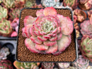 Echeveria 'Lovely' 2"-3" Succulent Plant