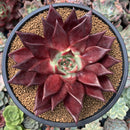 Echeveria Agavoides 'Luming' 5" Large Succulent Plant