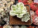 Echeveria 'Lemon Lime' Variegated 3" Succulent Plant