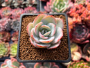 Echeveria 'Brinks Blue' 2" Powdery Succulent Plant