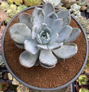 Echeveria 'Cream Sun' 5" (Not E. Ivory) Powdery Succulent Plant