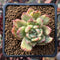 Echeveria Agavoides 'Lamot' Variegated 2" Succulent Plant