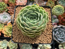 Echeveria 'Onslow' 3" Succulent Plant