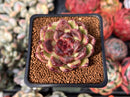 Echeveria Selected Hybrid 2" Succulent Plant
