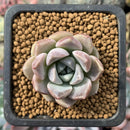 Echeveria 'Boracay' 1" New Hybrid Succulent Plant