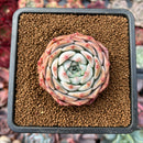 Echeveria 'Icy green' x 'Monroe' 2" Succulent Plant
