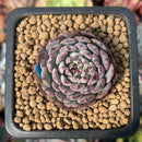 Echeveria 'Minima' 1" Small Succulent Plant