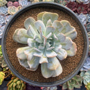 Echeveria 'Exotic' 6”-7" Large Powdery Succulent Plant