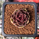 Echeveria 'Russet Plum' 1" (First Generation Seed Grown) Succulent Plant