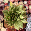 Echeveria Agavoides 'Leopard Maria' Variegated/Mutated 3" Succulent Plant