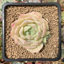 Echeveria 'Fun Queen' 2" Succulent Plant