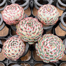 Echeveria 'Dark Minima' 1"-2" *Set of 5* Succulent Plants