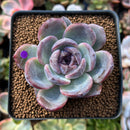 Echeveria 'Dark Opal' 2" Succulent Plant