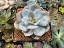 Echeveria 'Cream Tea' 3" Powdery Succulent Plant