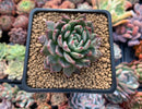 Echeveria 'Miracle' Variegated 2" Succulent Plant