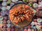 Echeveria Agavoides 'Elkhorn' Crested Cluster 5"-6" Succulent Plant