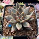 Echeveria Agavoides 'Shaikh' 2" Succulent Plant