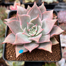 Echeveria 'Madiba' 2" Succulent Plant