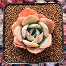 Echeveria 'Lemon Tree' 2" Succulent Plant