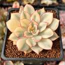 Echeveria 'Esther' Variegated 2" Succulent Plant