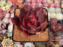 Echeveria 'Love and War' 3" Succulent Plant