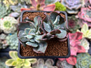 Echeveria 'Blue Spur' 2" Cluster Succulent Plant