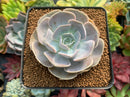 Echeveria 'Mirage' 3" Succulent Plant