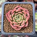 Echeveria Agavoides 'Fabien' 2" New Hybrid Succulent Plant
