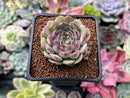Echeveria 'Zera' 1" New Hybrid Succulent Plant