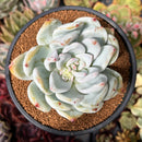 Echeveria 'Ivory' 3" Powdery Succulent Plant