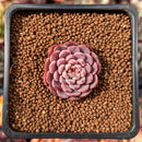 Echeveria 'Shella' 1" Succulent Plant