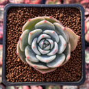 Echeveria 'Steel Heart' 2" Succulent Plant