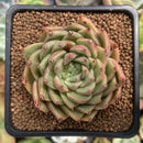 Echeveria Agavoides 'Silver Ebony' 2"-3" Succulent Plant