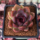 Echeveria 'Violet Cheese' 2" Succulent Plant