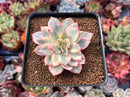 Echeveria 'Esther' Variegated 2" Succulent Plant