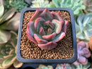 Echeveria 'Shallot' 1" Succulent Plant