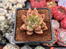 Echeveria Agavoides 'Star of Seoul' 1"-2" New Hybrid Succulent Plant